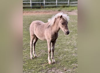 Shetland, Stallone, Puledri (05/2025), 105 cm, Leopard