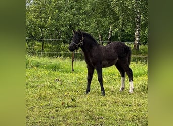Shetland, Stallone, Puledri (05/2026), 105 cm, Tobiano-tutti i colori