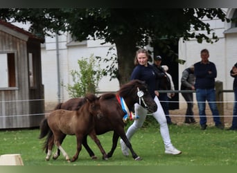 Shetland, Stallone, Puledri (05/2026), 105 cm, Tobiano-tutti i colori