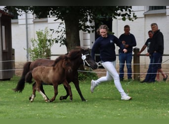 Shetland, Stallone, Puledri (05/2026), 105 cm, Tobiano-tutti i colori