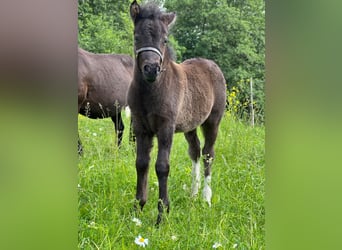 Shetland, Stallone, Puledri (05/2026), 105 cm, Tobiano-tutti i colori