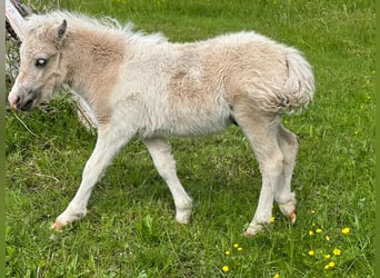 Shetland, Stallone, Puledri (04/2026), 105 cm, Tobiano-tutti i colori