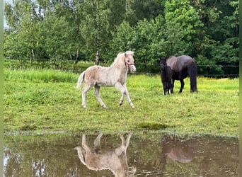 Shetland, Stallone, Puledri (04/2026), 105 cm, Tobiano-tutti i colori
