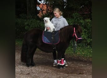 Shetland Mix, Stallone, Puledri (05/2026), 120 cm, Pezzato