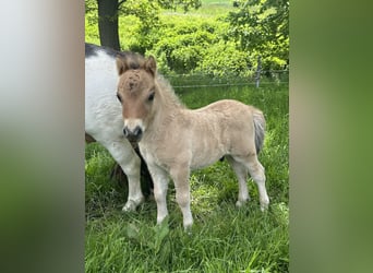 Shetland, Stallone, Puledri (05/2026), 83 cm, Falbo