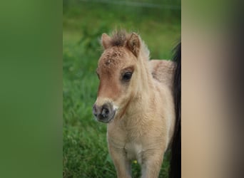 Shetland, Stallone, Puledri (05/2026), 83 cm, Falbo