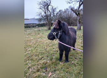 Shetland, Stallone, Puledri (05/2025), 98 cm, Morello