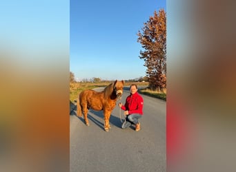 Shetland, Stallone, 23 Anni, 100 cm, Sauro