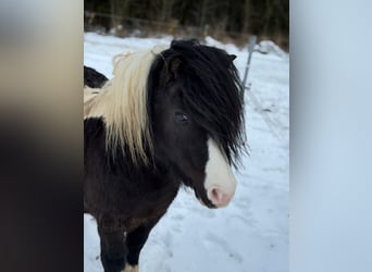 Shetland, Stallone, 6 Anni, 95 cm, Tobiano-tutti i colori