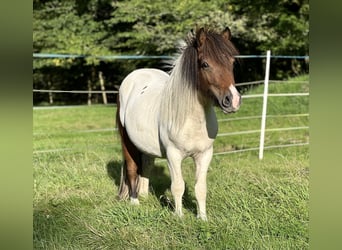 Shetlandsponnyer, Hingst, 2 år, 103 cm, Tobiano-skäck-alla-färger