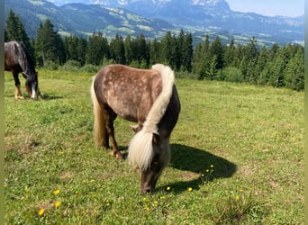 Shetlandsponnyer, Hingst, 3 år, 100 cm