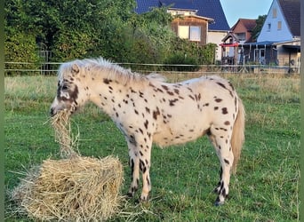 Shetlandsponnyer, Hingst, Föl (04/2024), 100 cm, Leopard-Piebald