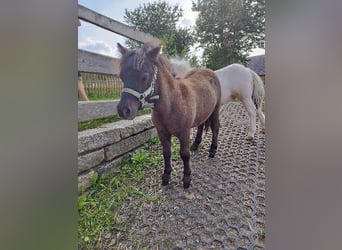 Shetlandsponnyer, Hingst, Föl (04/2024), 60 cm, Black