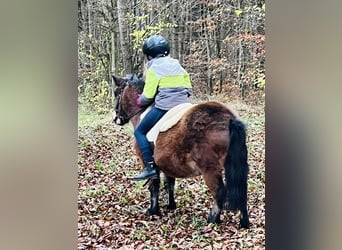 Shetlandsponnyer, Sto, 4 år, 107 cm, Brun