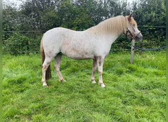 Shetlandsponnyer Blandning, Sto, 8 år, 118 cm, Grå-röd-brun