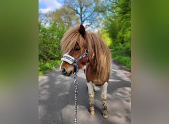 Shetlandsponnyer, Valack, 2 år, Pinto