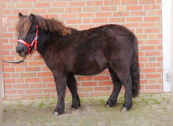 Shetlandsponnyer, Valack, 3 år, 100 cm