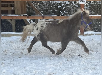 Shetlandsponnyer, Valack, 5 år, 102 cm, Leopard-Piebald