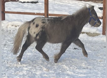 Shetlandsponnyer, Valack, 5 år, 102 cm, Leopard-Piebald