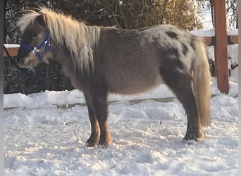 Shetlandsponnyer, Valack, 5 år, 102 cm, Leopard-Piebald