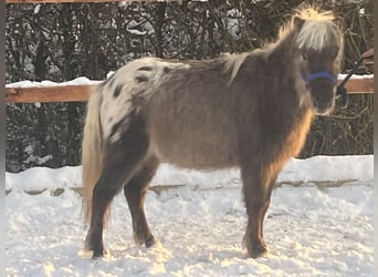 Shetlandsponnyer, Valack, 5 år, 102 cm, Leopard-Piebald