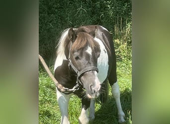 Shetland Ponys, Wallach, 5 Jahre, 105 cm, Schecke