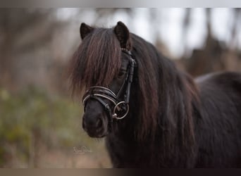 Shetland Ponys, Wallach, 5 Jahre, 98 cm, Rappe