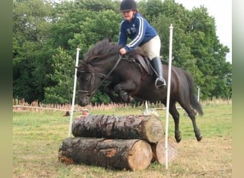 Shetlandsponnyer, Valack, 6 år, 112 cm, Svart