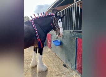 Shire / Shire Horse, Castrone, 10 Anni, 173 cm, Baio ciliegia