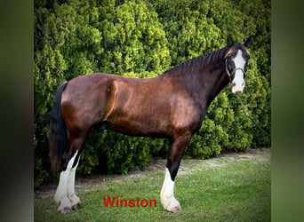 Shire / Shire Horse Mix, Castrone, 12 Anni, 180 cm, Morello