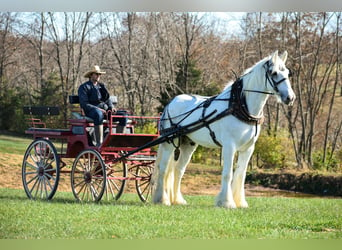 Shire / Shire Horse, Castrone, 12 Anni, 183 cm, Bianco