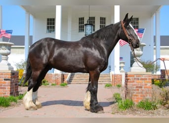 Shire / Shire Horse, Castrone, 13 Anni, 173 cm, Morello