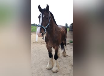 Shire / Shire Horse, Castrone, 14 Anni, 176 cm, Baio