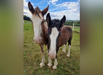 Shire / Shire Horse, Castrone, 2 Anni, 165 cm, Baio chiaro