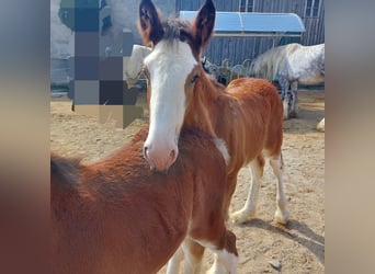 Shire / Shire Horse, Castrone, 2 Anni, 165 cm, Baio chiaro