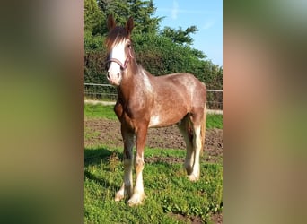 Shire / Shire Horse, Castrone, 2 Anni, 165 cm, Baio chiaro