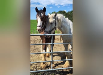 Shire / Shire Horse, Castrone, 2 Anni, 170 cm, Baio