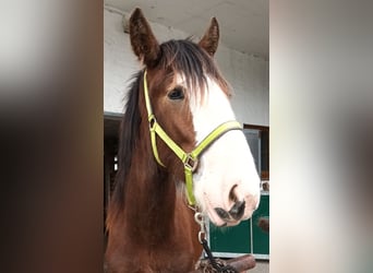 Shire / Shire Horse, Castrone, 2 Anni, 170 cm, Baio