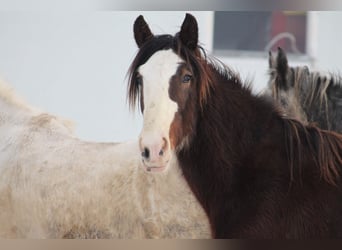 Shire / Shire Horse, Castrone, 2 Anni, 180 cm, Baio
