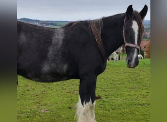 Shire / Shire Horse, Castrone, 2 Anni, 180 cm, Morello