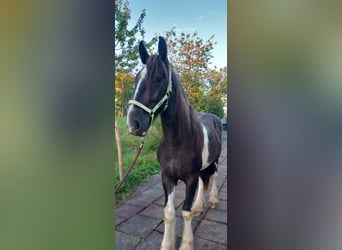 Shire / Shire Horse, Castrone, 2 Anni, 180 cm, Morello