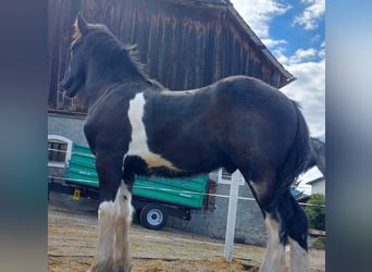 Shire / Shire Horse, Castrone, 2 Anni, 180 cm, Morello