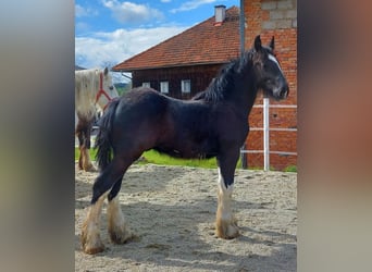 Shire / Shire Horse, Castrone, 2 Anni, 180 cm, Morello