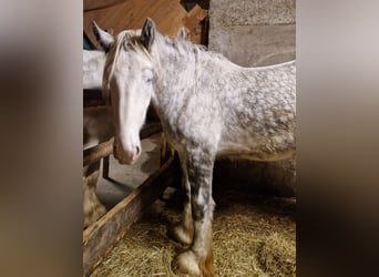 Shire / Shire Horse, Castrone, 3 Anni, 145 cm, Grigio