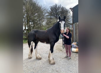 Shire / Shire Horse, Castrone, 4 Anni, 183 cm, Morello