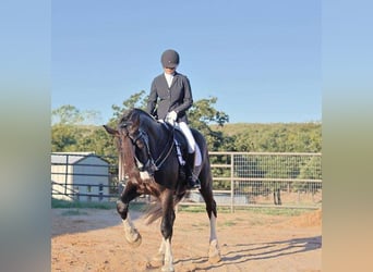 Shire / Shire Horse Mix, Castrone, 5 Anni, 163 cm, Morello
