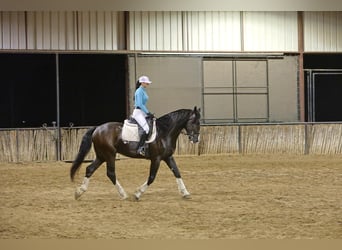 Shire / Shire Horse Mix, Castrone, 5 Anni, 163 cm, Morello