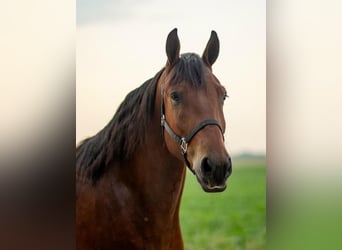 Shire / Shire Horse, Castrone, 5 Anni, 168 cm, Baio ciliegia