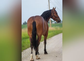 Shire / Shire Horse Mix, Castrone, 5 Anni, 168 cm, Baio ciliegia