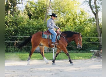 Shire / Shire Horse Mix, Castrone, 5 Anni, 168 cm, Baio ciliegia